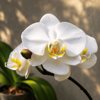 Phalaenopsis amabilis flower