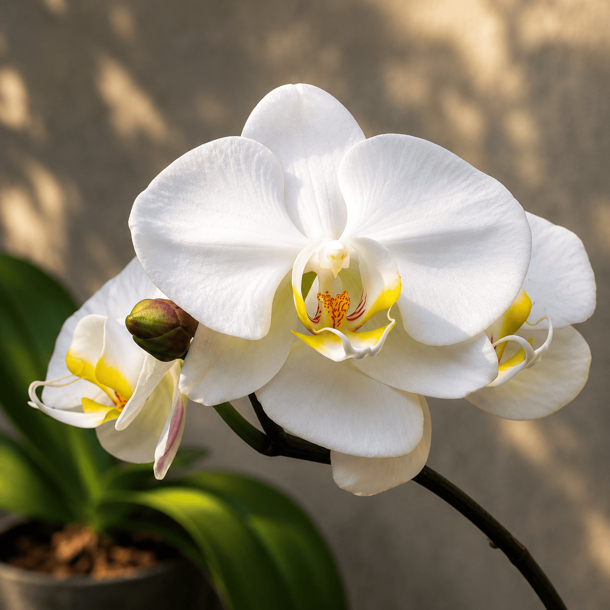 Phalaenopsis amabilis flower