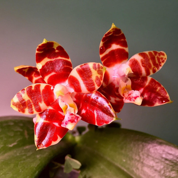 Phalaenopsis amboinensis 'Nicole'