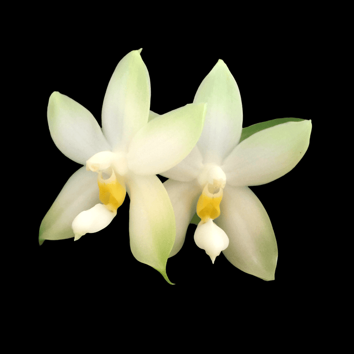 Phalaenopsis bellina var. alba