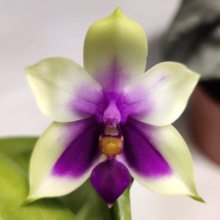 Phalaenopsis bellina var. coerulea (blue)