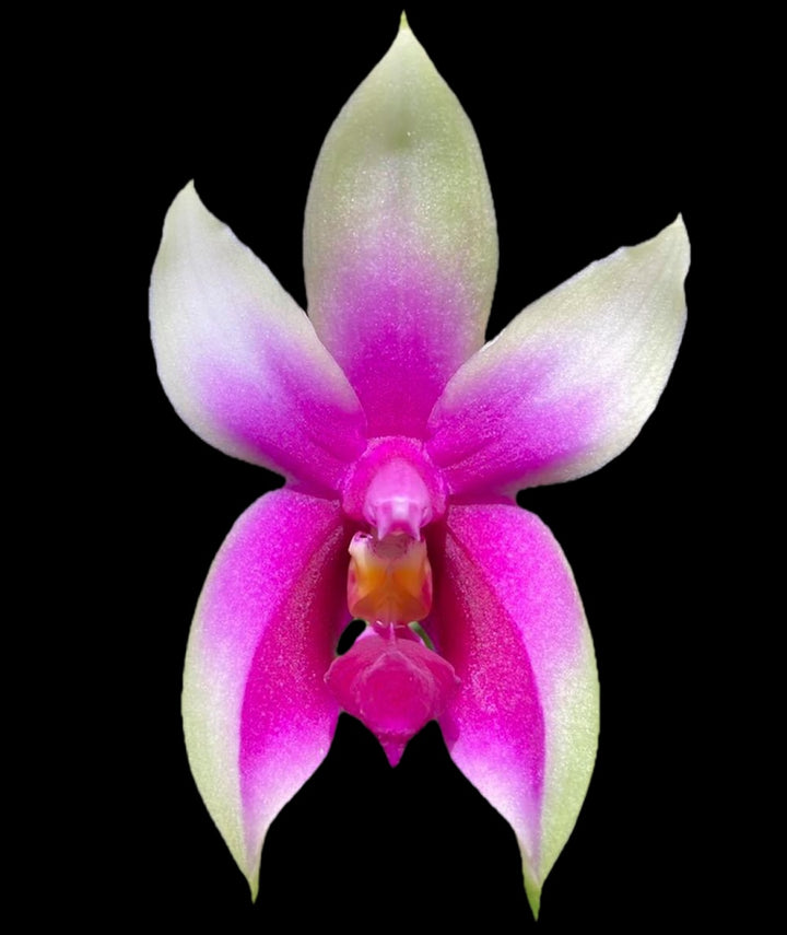 Phalaenopsis bellina 'Fire'