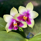 Phalaenopsis bellina 'Fire' - fleurs intensément parfumées