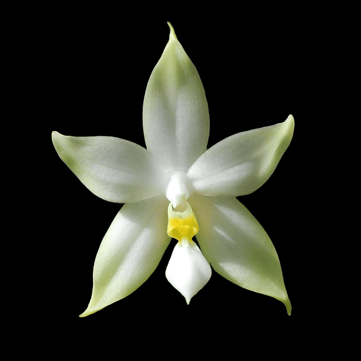 Phalaenopsis bellina var. alba