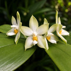 Phalaenopsis bellina var. alba