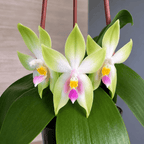 Phalaenopsis bellina var. pink 'Fire' - intensivt doftande blommor