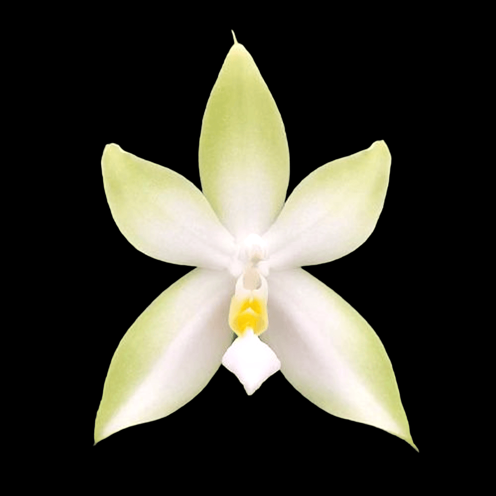 Phalaenopsis bellina var. alba 'Fire'