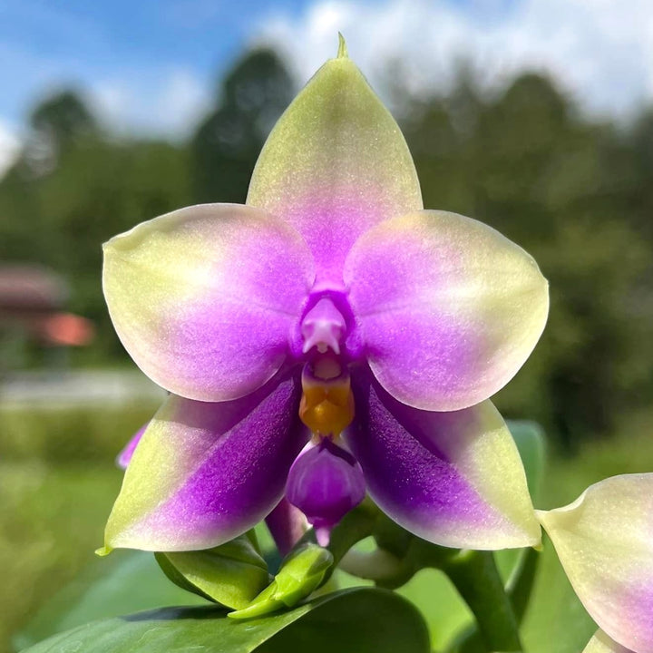 Phalaenopsis bellina var. coerulea (blue)