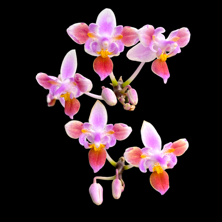 Phalaenopsis equestris (peloric)