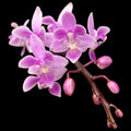 Phalaenopsis equestris 'Pink'