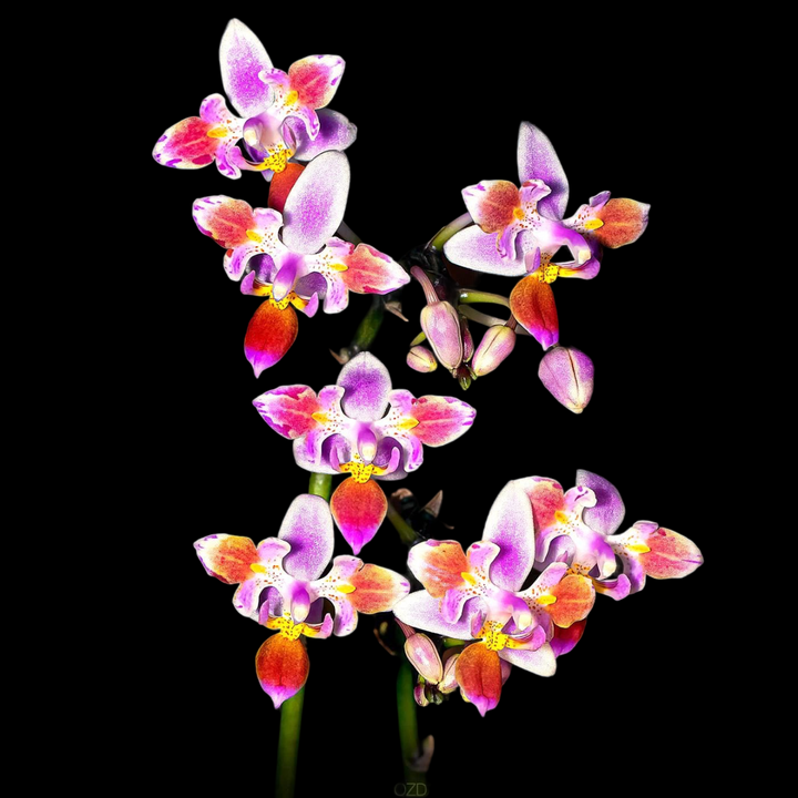 Phalaenopsis equestris (peloric)