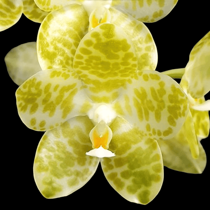 Phalaenopsis gigantea var. alba