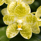 Phalaenopsis gigantea var. alba