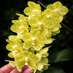 Phalaenopsis gigantea var. alba