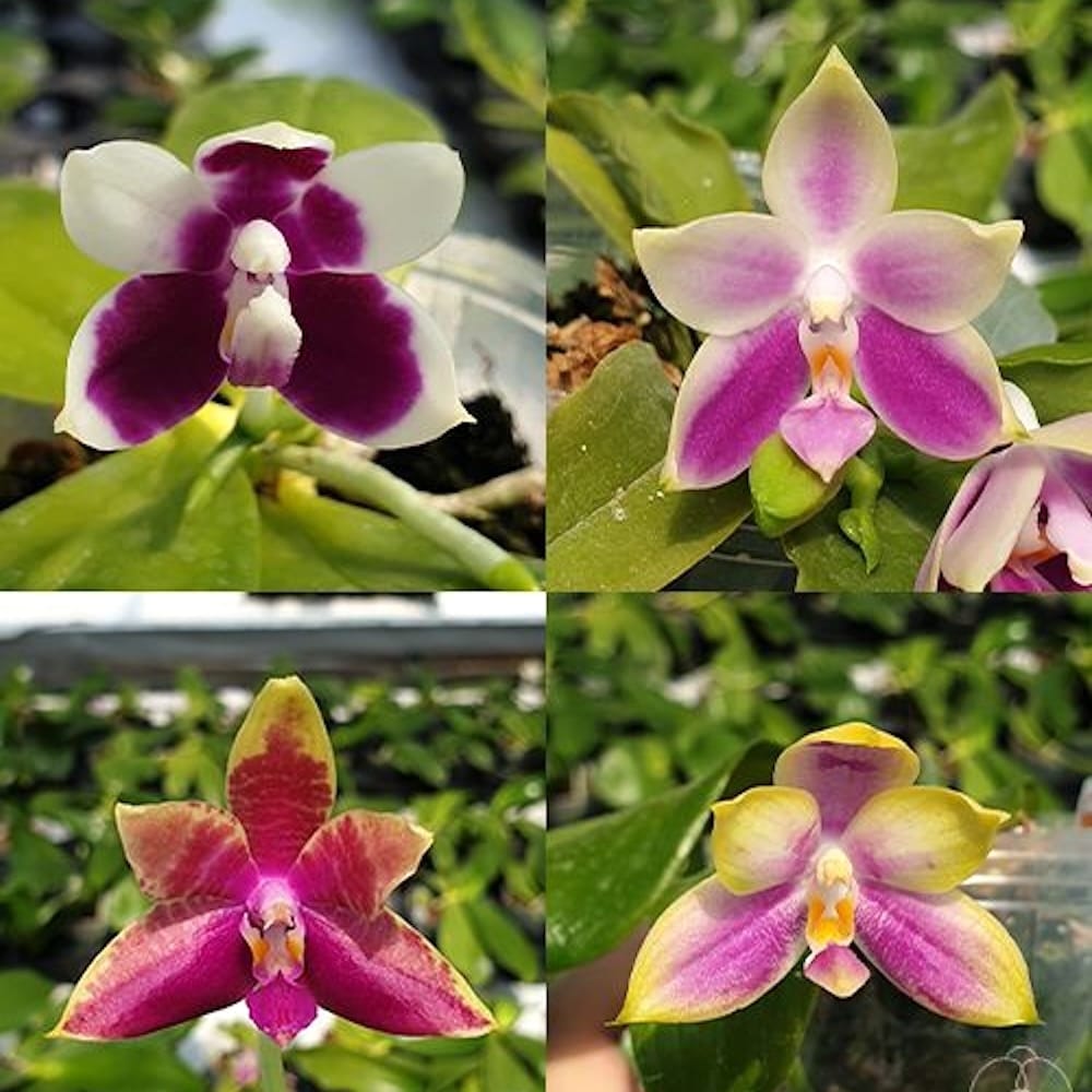 Phal. Princess Kaiulani × Germaine Vincent var. blue
