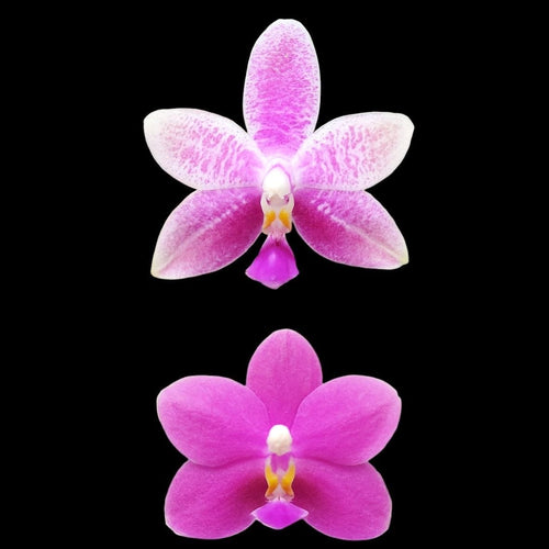 Phal. Purple Martin var. blue × Tetrasambo '764'