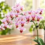Phalaenopsis intermedia 'Orange' (variegata)