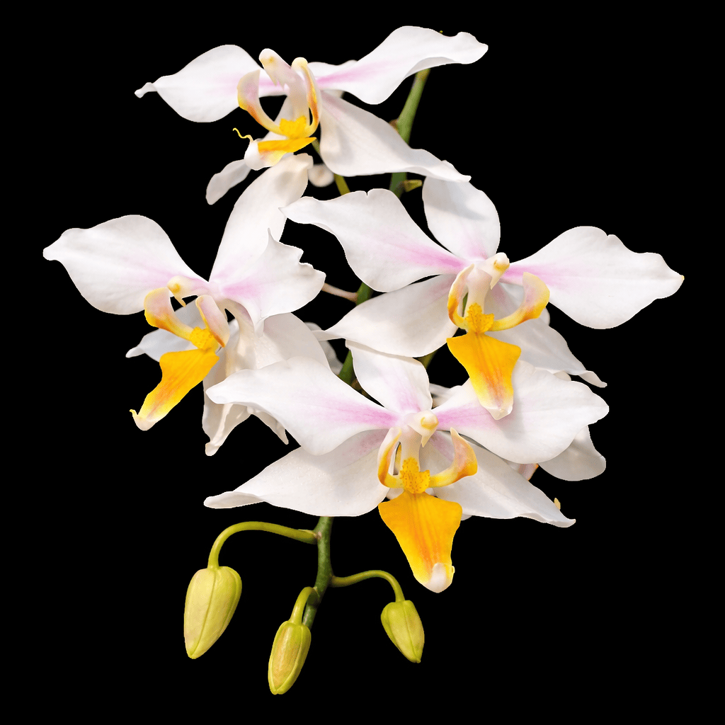 Phalaenopsis intermedia 'Yellow Lip'