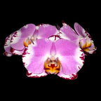 Phalaenopsis Jiuhbao Fairy 'Jiuhbao Angel'