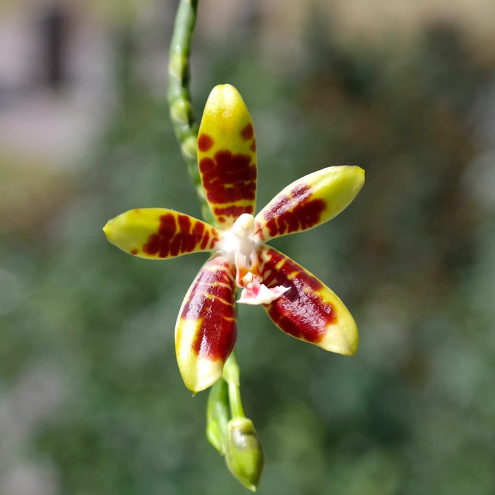 Phalaenopsis kunstleri