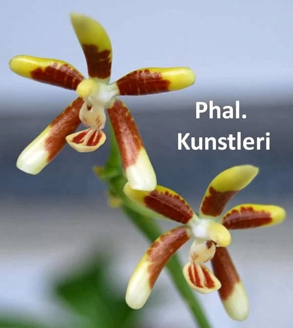 Phalaenopsis-Künstler