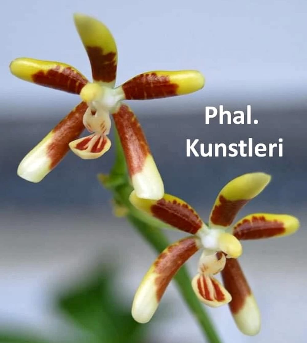 Phalaenopsis kunstleri