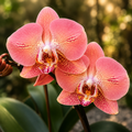Phalaenopsis Leco Fantastic 'Ll045-2'