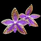 Phalaenopsis lueddemanniana var. coerulea