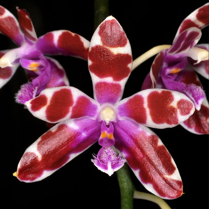 Phalaenopsis mariae