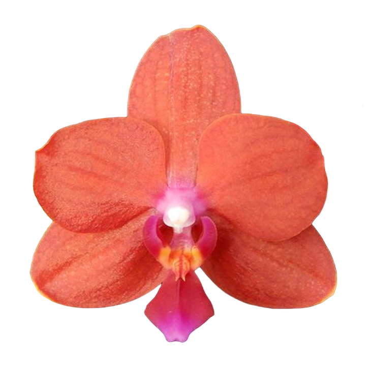 Phalaenopsis Orange Baby