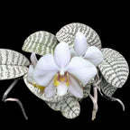 Phalaenopsis philippinensis (Foglie d'Argento)