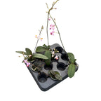 Phalaenopsis pulcherrima mix