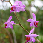 Phalaenopsis pulcherrima mix