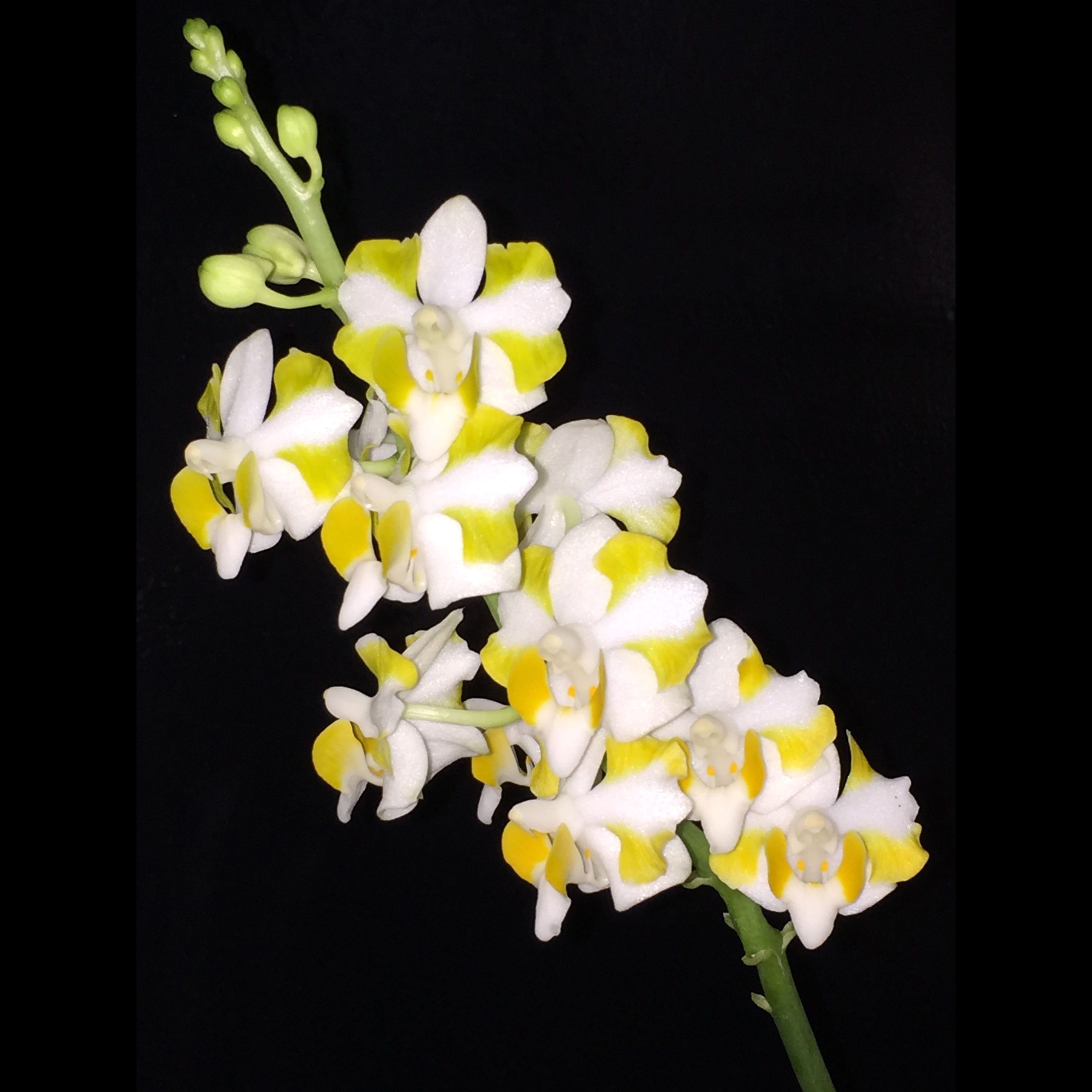 Phalaenopsis pulcherrima var. champorensis alba
