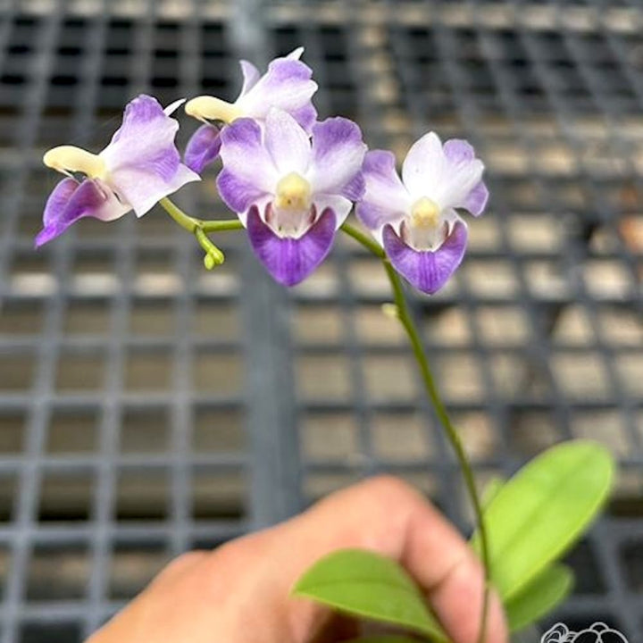 Phalaenopsis pulcherrima var. coerulea 'Splash'