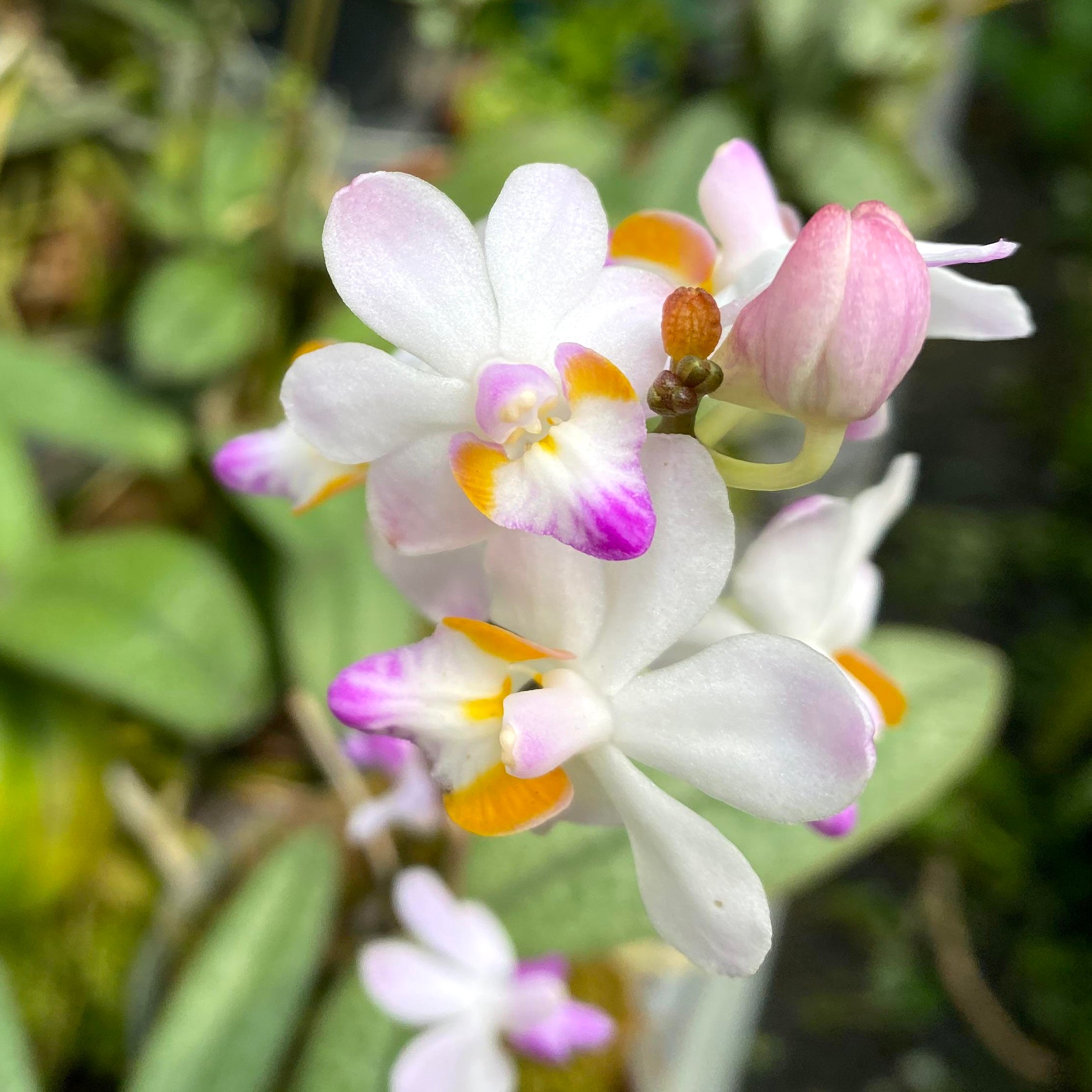 Phalaenopsis pulcherrima var. marmorata