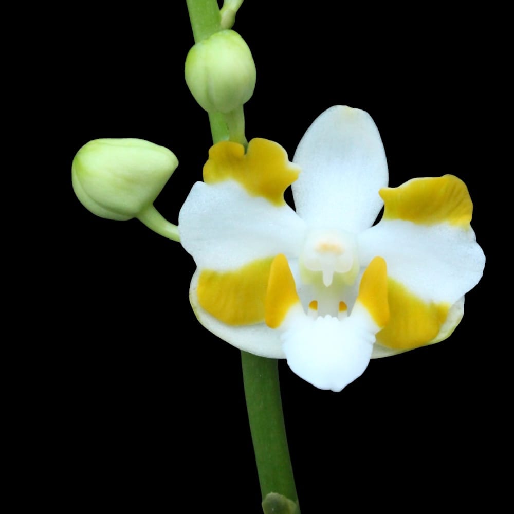Phalaenopsis pulcherrima var. champorensis alba