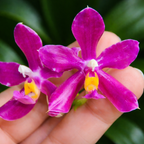 Phalaenopsis pulchra