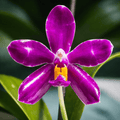 Phalaenopsis pulchra