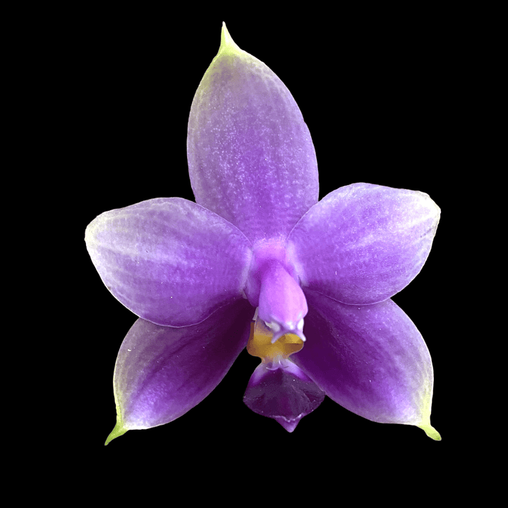 Phalaenopsis Samera var. blue (bellina × violacea)