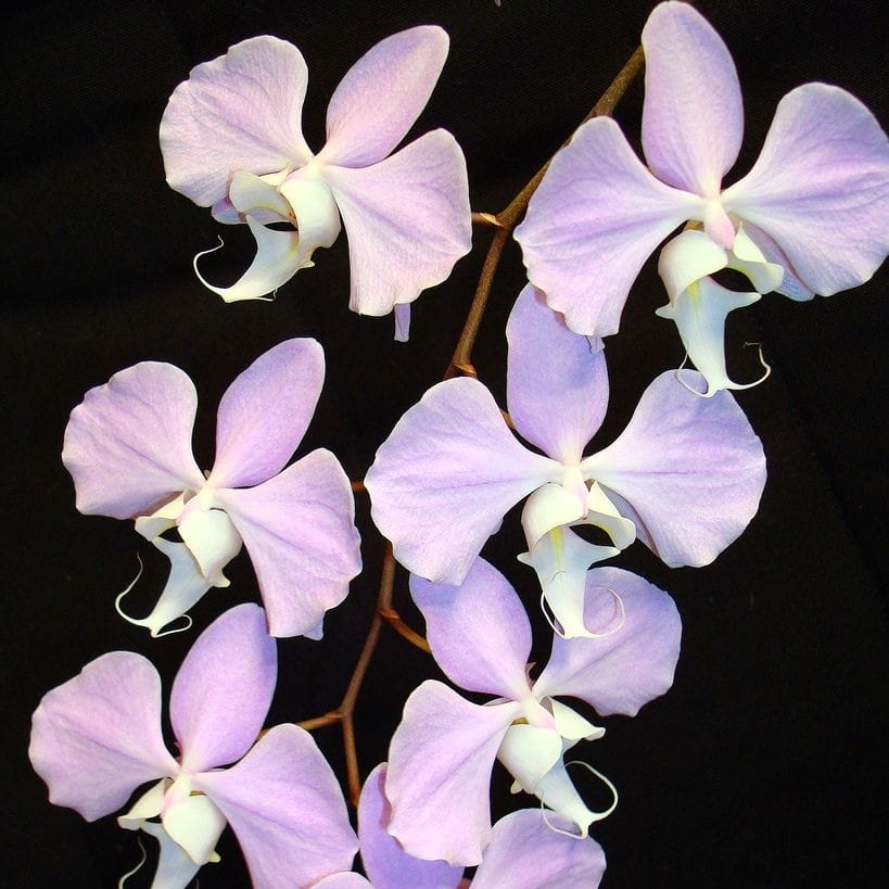 Phalaenopsis sanderiana (silver leaves)