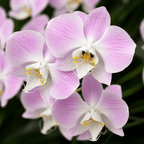 Phalaenopsis sanderiana