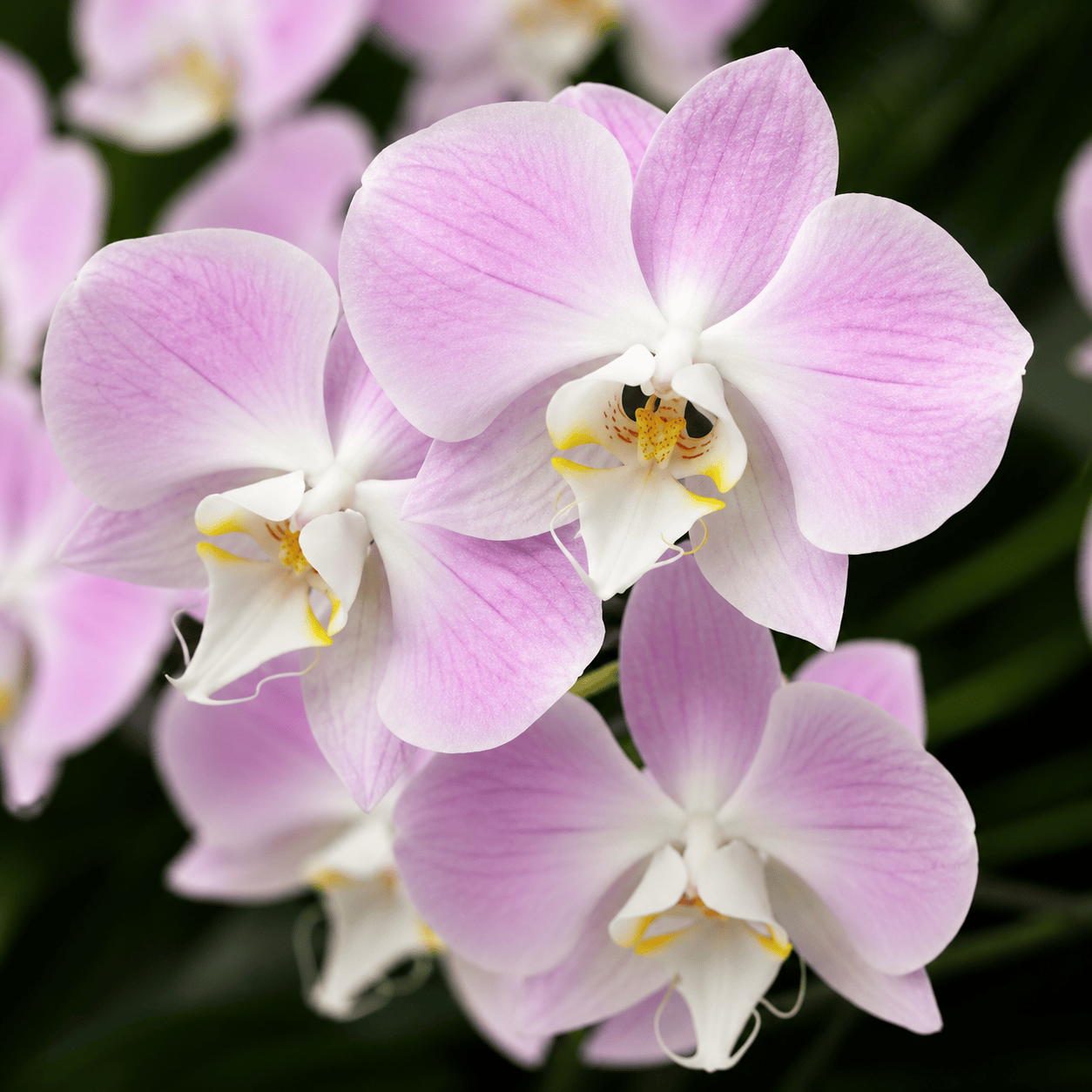 Phalaenopsis sanderiana
