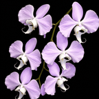 Phalaenopsis sanderiana