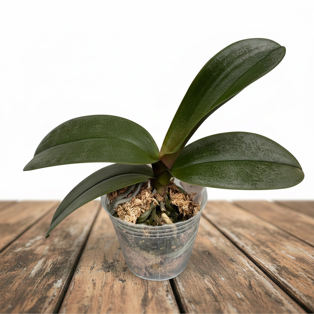Phalaenopsis sanderiana