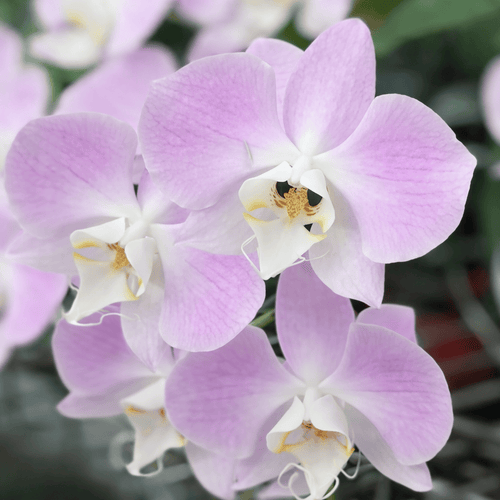Phalaenopsis sanderiana (silver leaves)