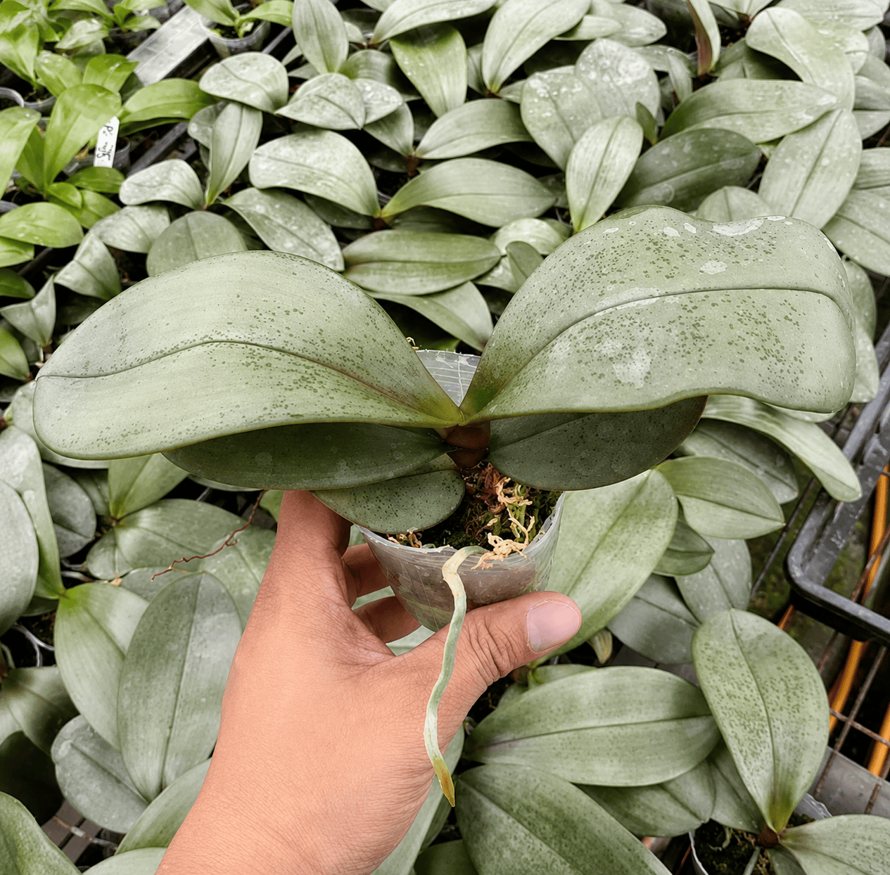 Phalaenopsis sanderiana (silver leaves)