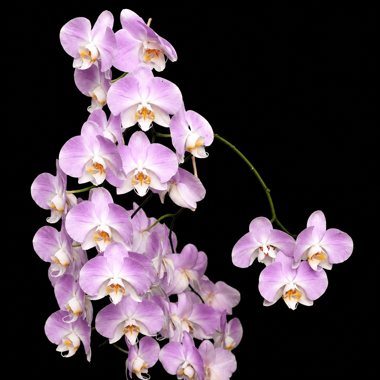 Phalaenopsis sanderiana