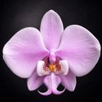 Phalaenopsis schilleriana