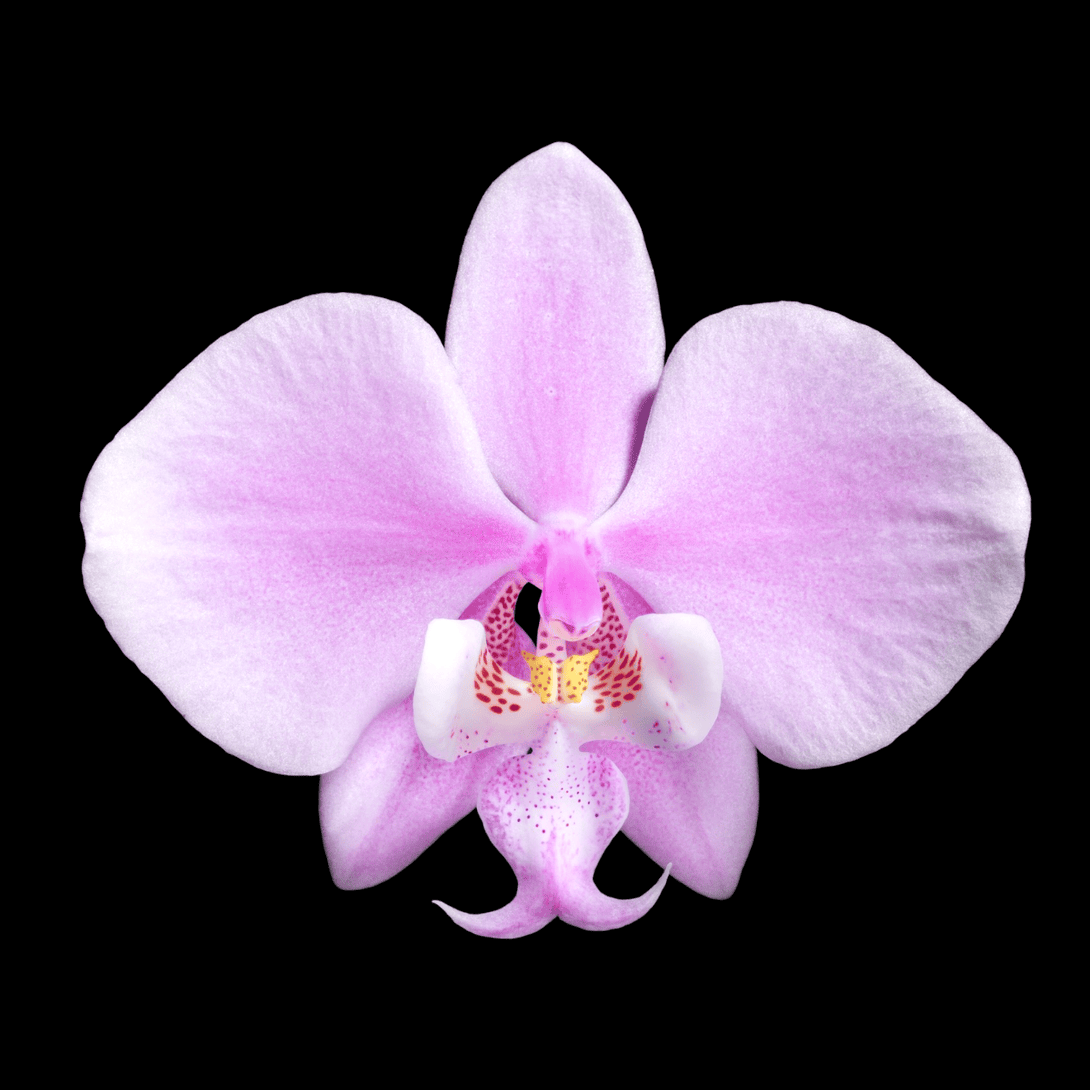 Phalaenopsis schilleriana